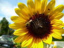 Helianthus Annuus